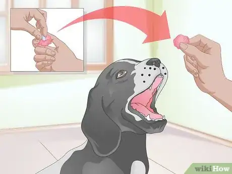 Image titled Rehabilitate Orthopedic Injuries in Dogs Step 6