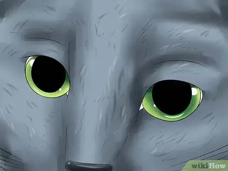 Image titled Identify a Russian Blue Step 4