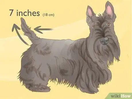 Image titled Identify a Scottish Terrier Step 7