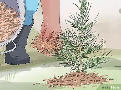 Image titled Plant Cedar Trees Step 15