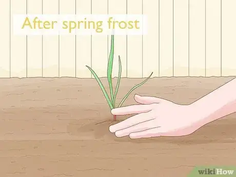 Image titled Grow Sweetgrass Step 6