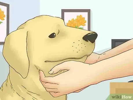 Image titled Adopt a Senior Dog Step 12