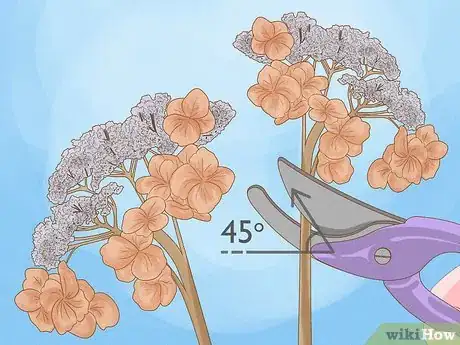 Image titled Prune Lacecap Hydrangeas Step 6