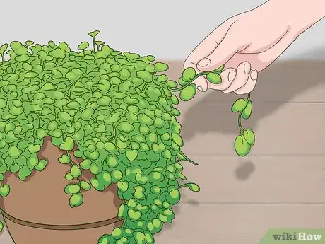 Image titled Grow Dichondra Step 27