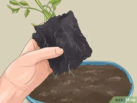 Image titled Grow Ivy Step 16