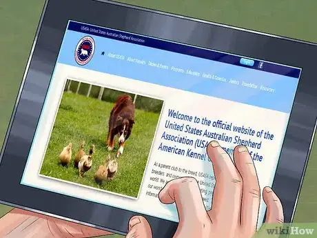 Image titled Find and Care for a Australian Shepherd Step 3