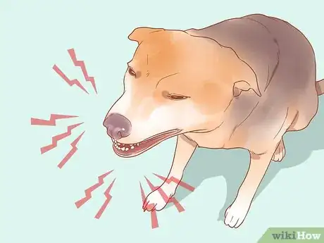 Image titled Know When Your Dog is Sick Step 2