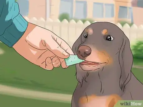 Image titled Understand Small Dog Syndrome Step 12