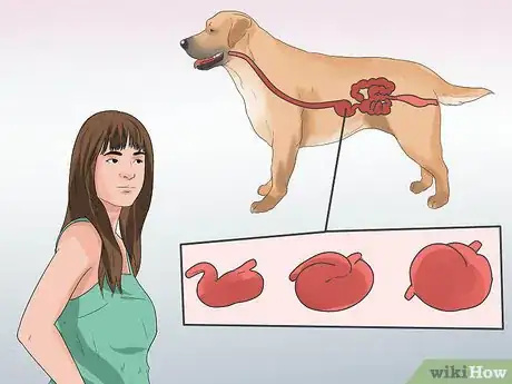 Image titled Treat Gastric Torsion and Bloat in Labrador Retrievers Step 8