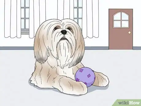 Image titled Identify a Lhasa Apso Step 14
