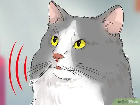 Image titled Identify a Cymric Cat Step 11