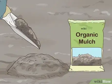 Image titled Grow Crocus Step 11