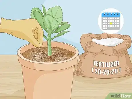 Image titled Grow Kalanchoe Step 11