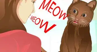 Teach Your Cat to Do Tricks