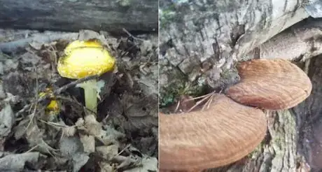 Image titled Medium4