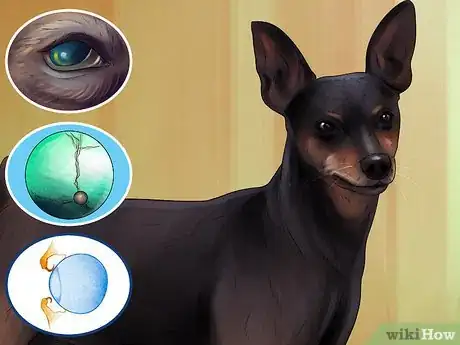 Image titled Choose a Minpin Step 2