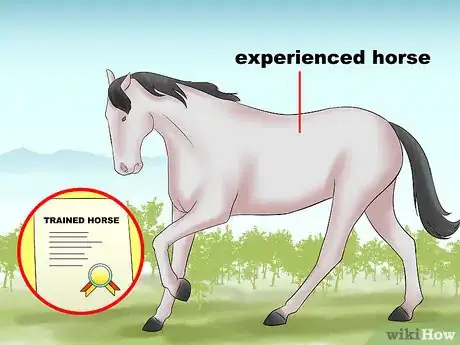 Image titled Buy Your First Horse Step 8