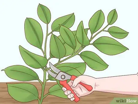 Image titled Grow a Rubber Tree Step 7