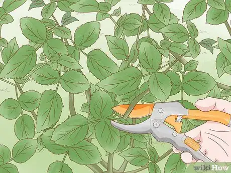 Image titled Prune Tea Roses Step 3