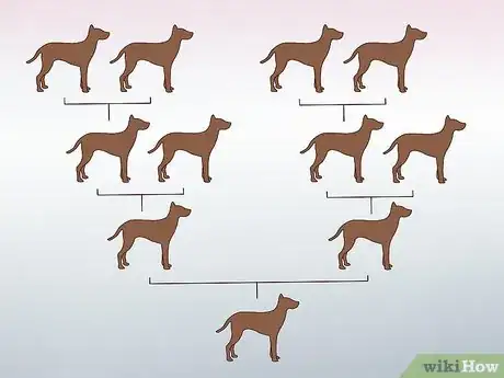 Image titled Know if Your Dog Is Healthy Enough to Breed Step 2