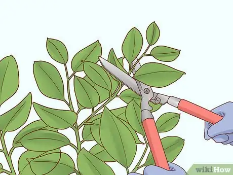 Image titled Grow a Rubber Tree Step 14