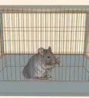 Clean a Chinchilla Cage