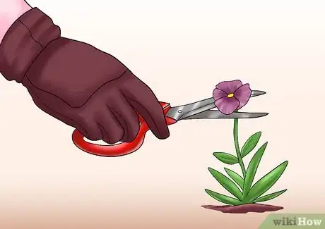 Image titled Cut from a Pansy Plant Step 14
