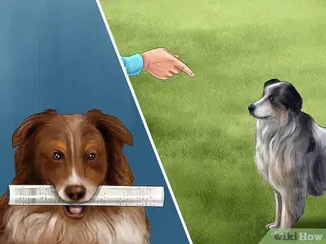 Image titled Find and Care for a Australian Shepherd Step 12