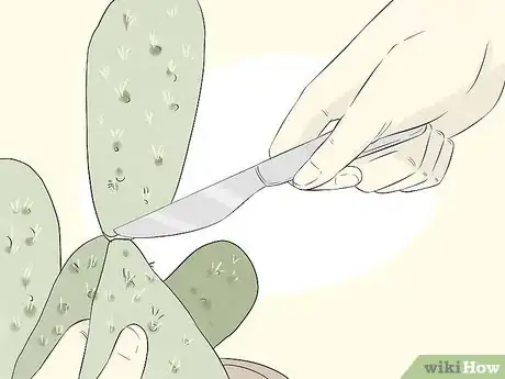 Image titled Grow Cactus in Containers Step 2