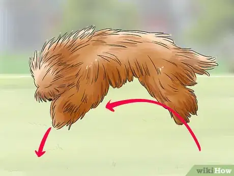 Image titled Identify a Puli Step 8