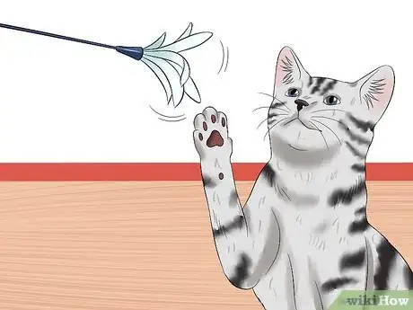 Image titled Care for American Shorthair Cats Step 14