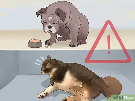 Image titled Prevent Marijuana Poisoning in Dogs and Cats Step 5