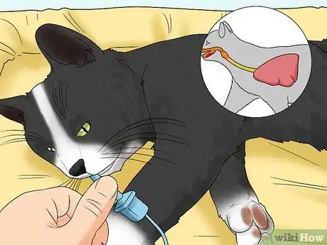 Image titled Protect Pets from Secondhand Smoke Step 9