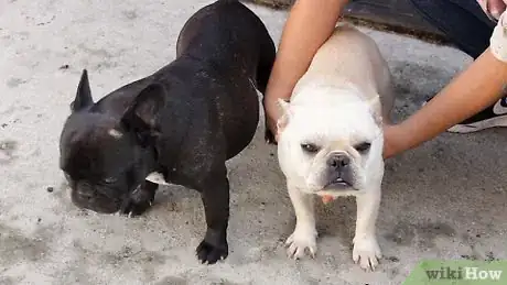 Image titled Help Puppies Learn Separation Skills Step 1