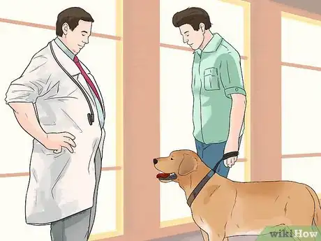 Image titled Treat Gastric Torsion and Bloat in Labrador Retrievers Step 1