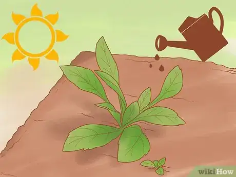 Image titled Grow Biennials Successfully Step 9