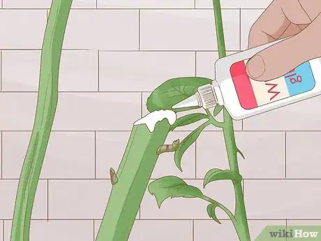 Image titled Prune Tea Roses Step 11