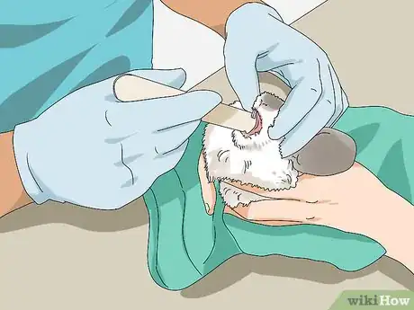 Image titled Prevent and Treat Overgrown Teeth in Chinchillas Step 7