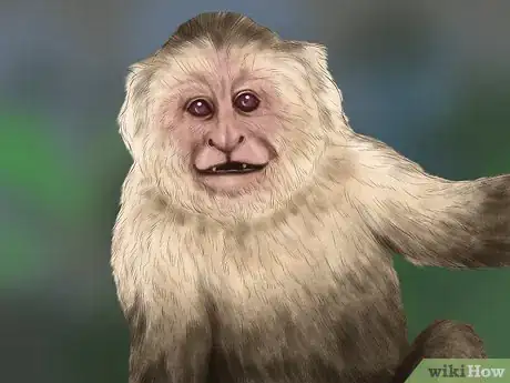 Image titled Quiet a Capuchin Monkey Step 1