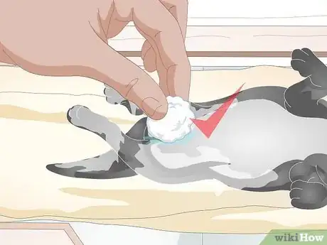 Image titled Keep Orphaned Newborn Puppies Clean Step 5