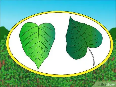 Image titled Identify Knotweed Step 2