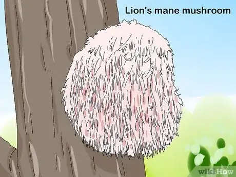 Image titled Identify Mushrooms Step 4