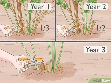 Image titled Trim Overgrown Shrubs Step 1