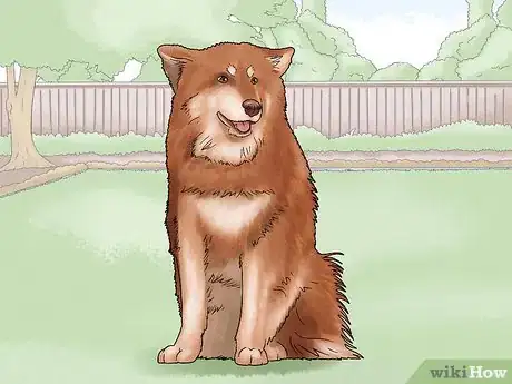 Image titled Identify a Finnish Lapphund Step 7