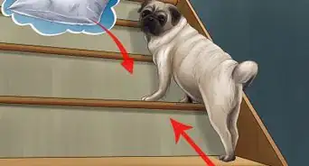 Give Your Small Dog Enough Exercise