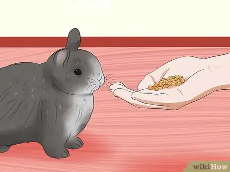 Image titled Care for Jersey Wooly Rabbits Step 13