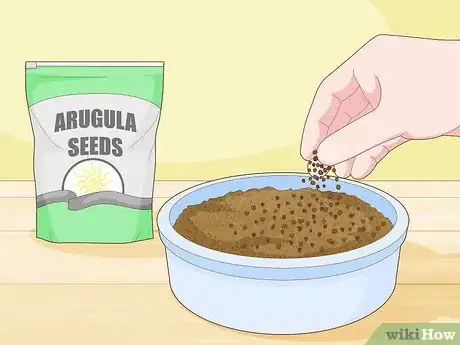 Image titled Grow Arugula Microgreens Step 2