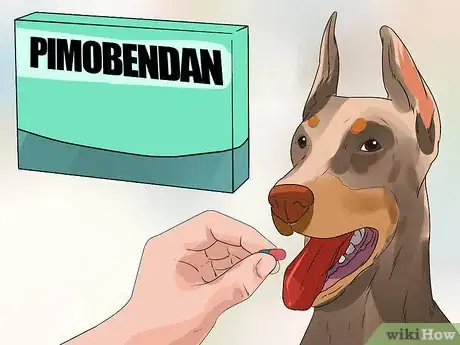 Image titled Treat Heart Conditions in Doberman Pinschers Step 1