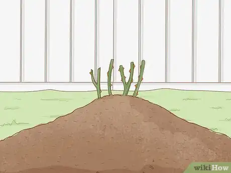 Image titled Plant Bare Root Roses Step 14