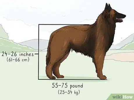 Image titled Identify a Belgian Sheepdog Step 1